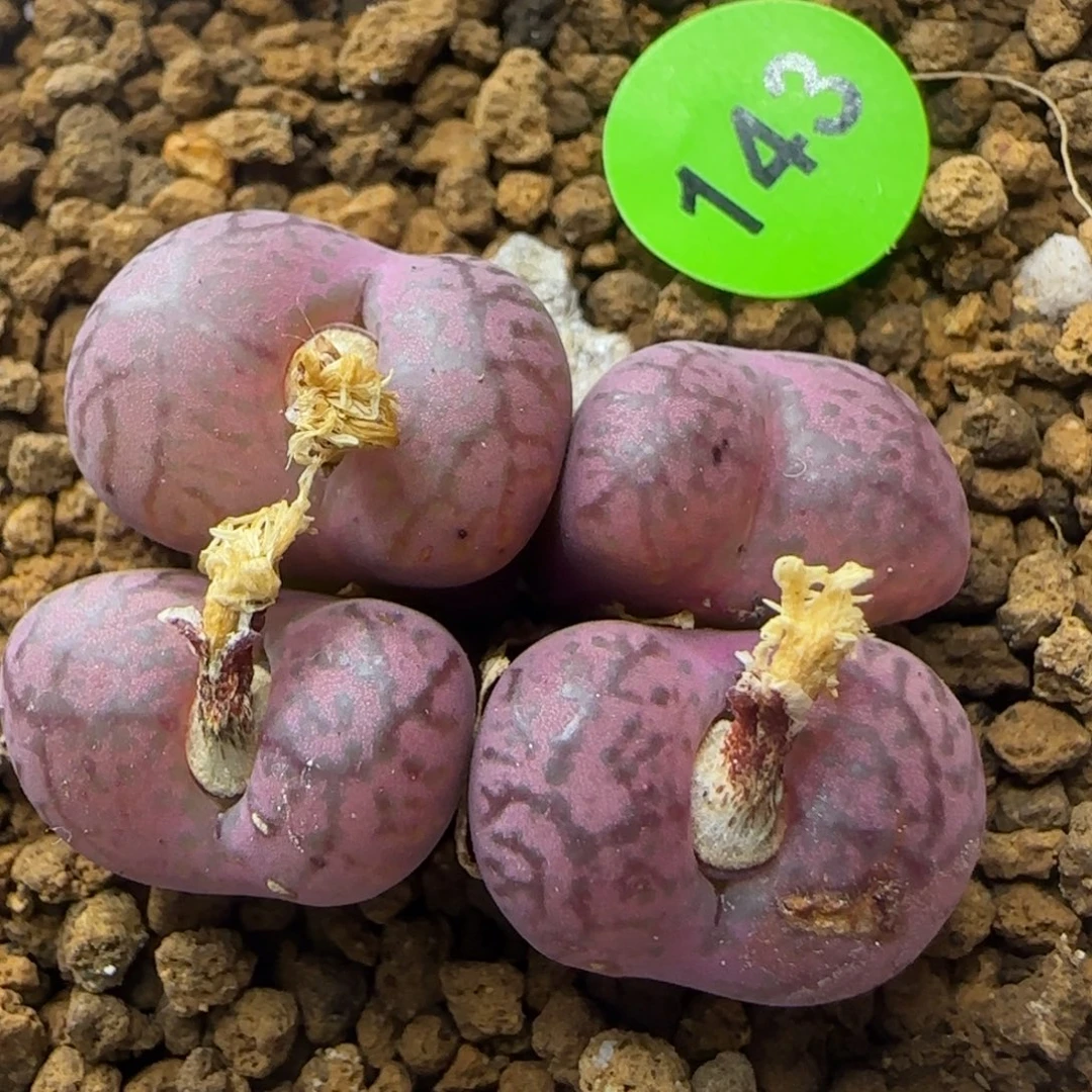 杂交群生多肉植物143