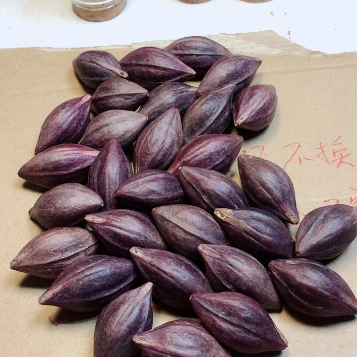 橄榄核手串/手链与**肩