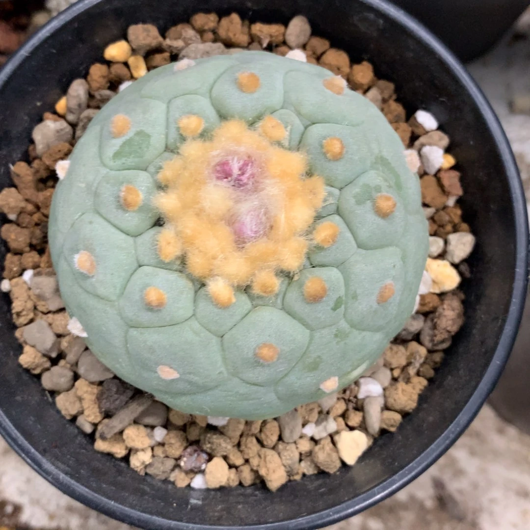 鹤**?开播福利实生仙人球仙人球