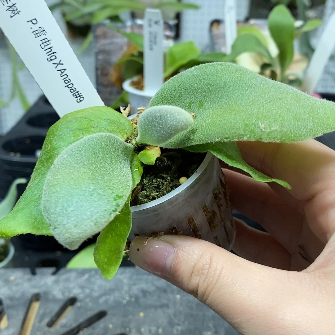 无花朵雷电hfgXa9