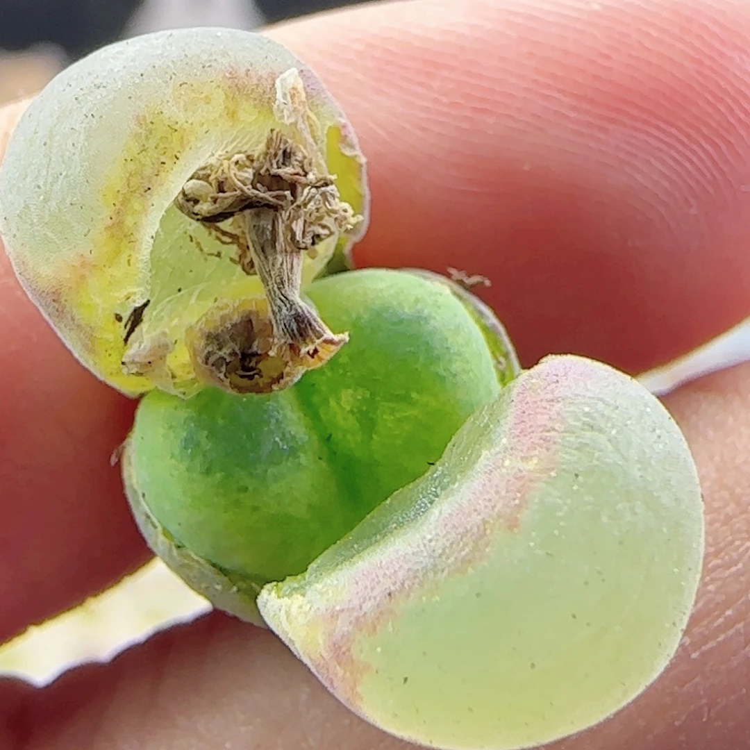 贤**觉2.21.79/多肉植物