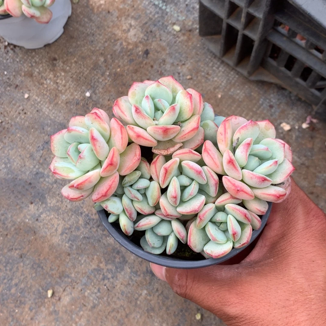 那就是说他也不会在一起