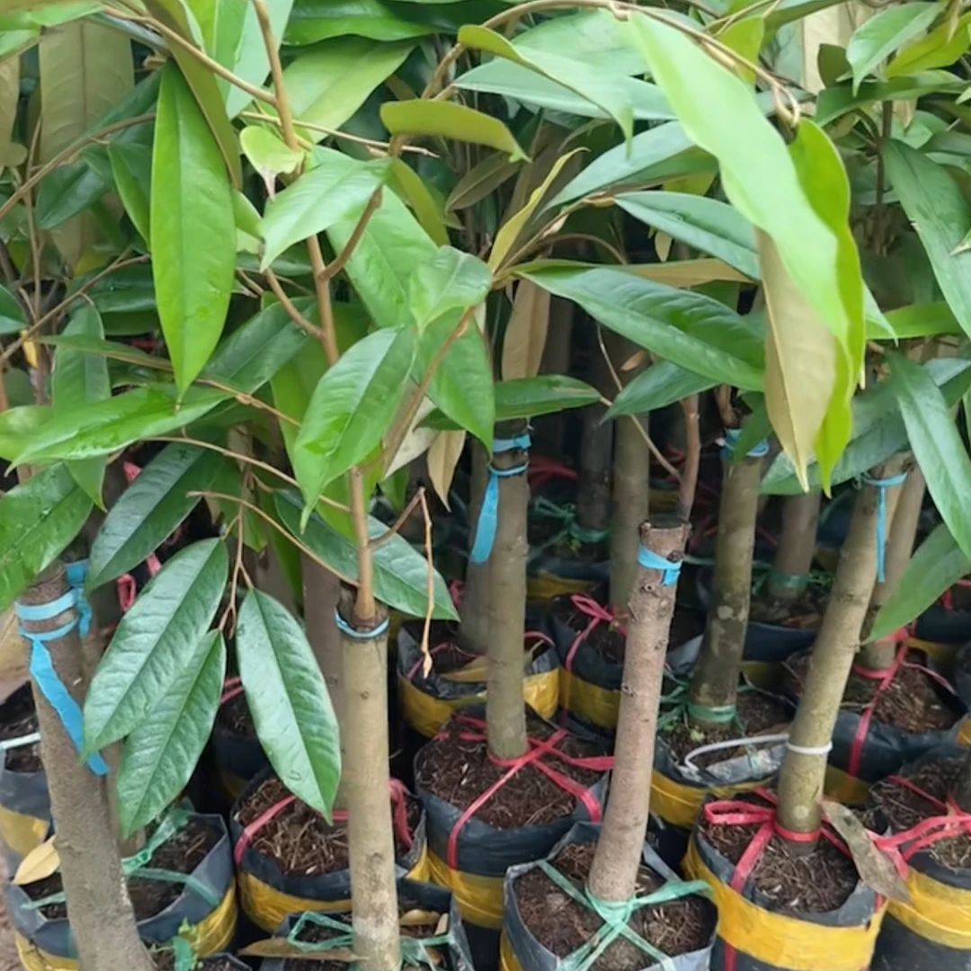 榴莲嫁接苗金枕猫山王黑刺榴莲树带杯带土带叶子发