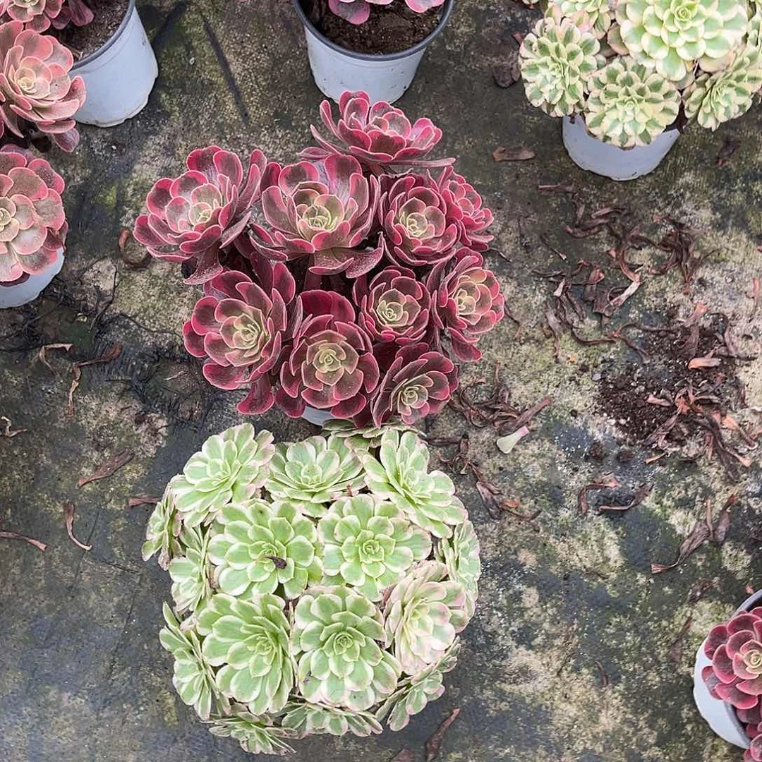 好看好看好看好看