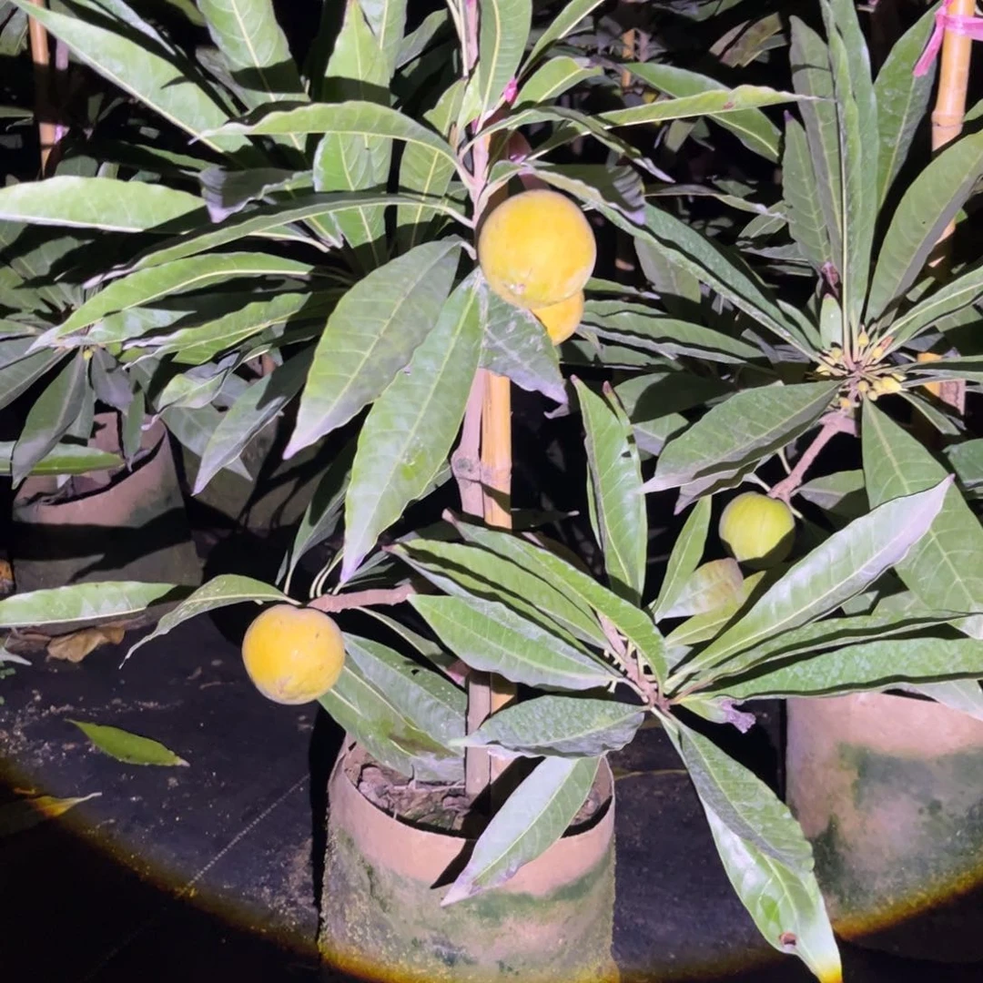 无花朵222人受伤的是起晚