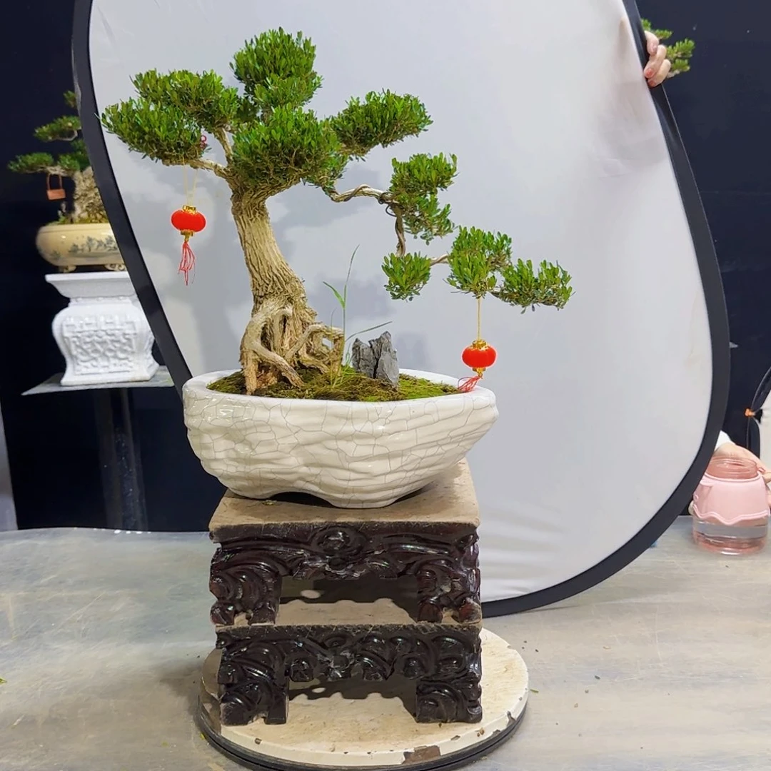 高端黄杨盆景艺术