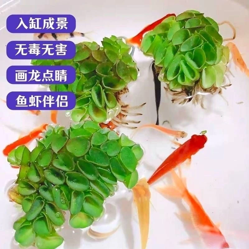水族造景浮萍肚福萍养鱼养龟鱼缸增氧净化吸附宠物躲避玩耍