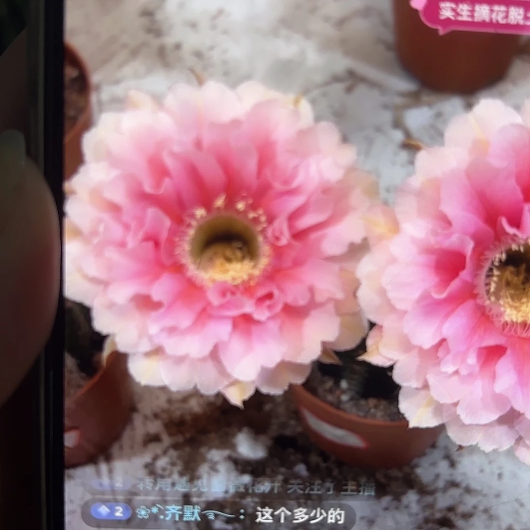 彩草珊瑚6公分左右
