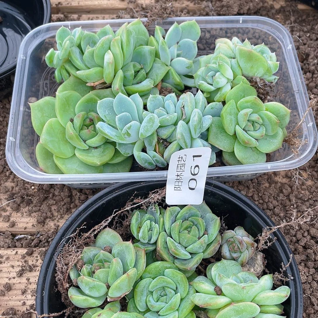 C***儿多肉植物多肉植物61