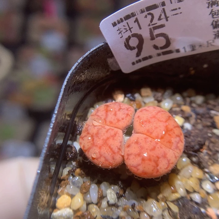 精品生石花121.95