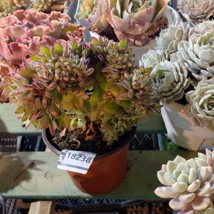 【闪购商品】6****6红兔儿缀18228