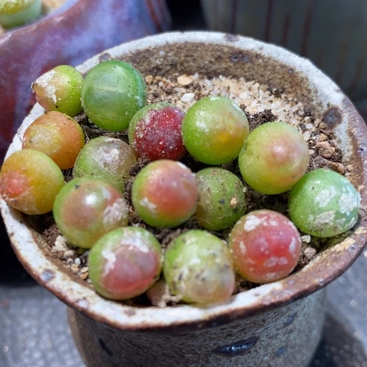 拉登一颗0.6-0.8厘米