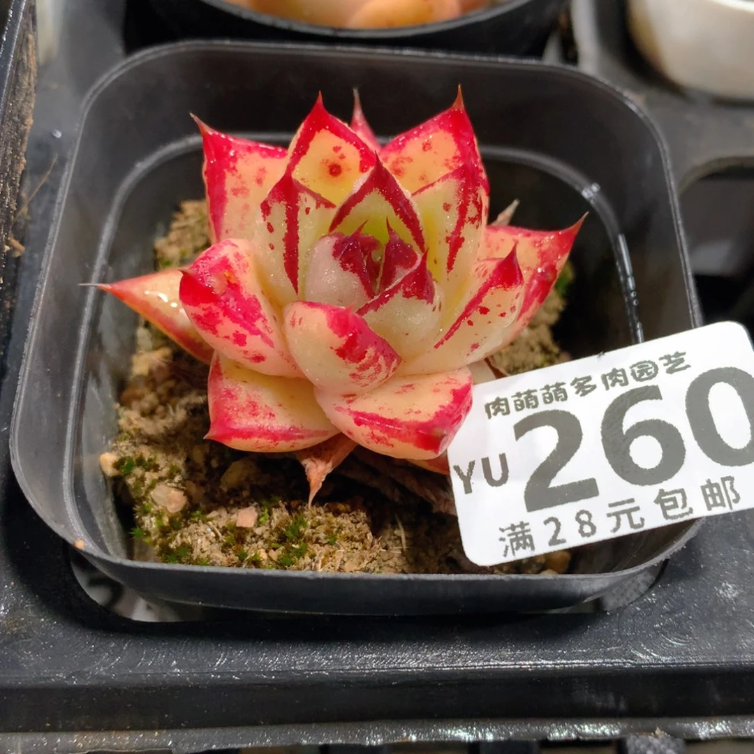 肉萌萌拇指盆精控多肉YU260