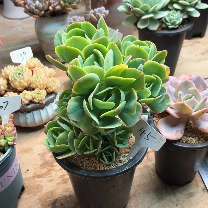 多肉植物，鸡蛋碧桃45号