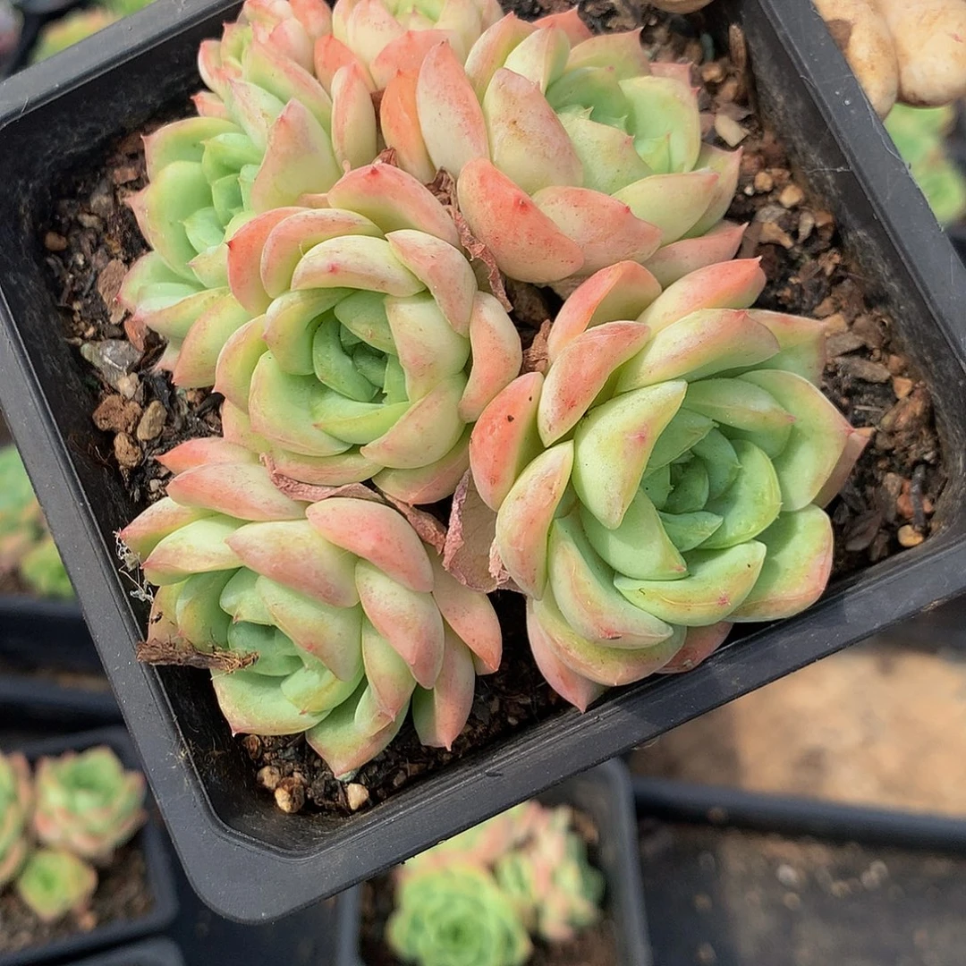 涵***宝宝绿0000000000