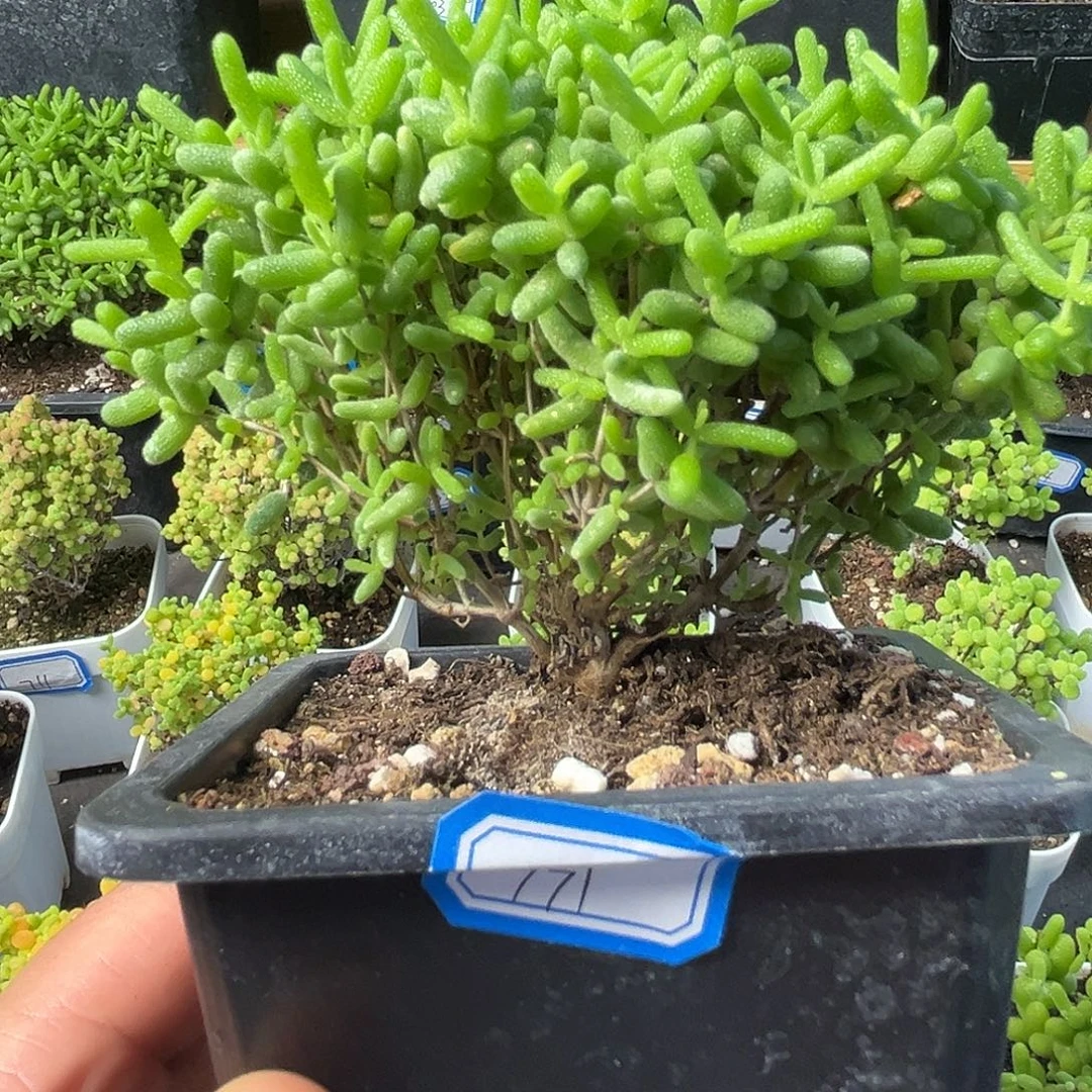 771大绿菜蜜桔。