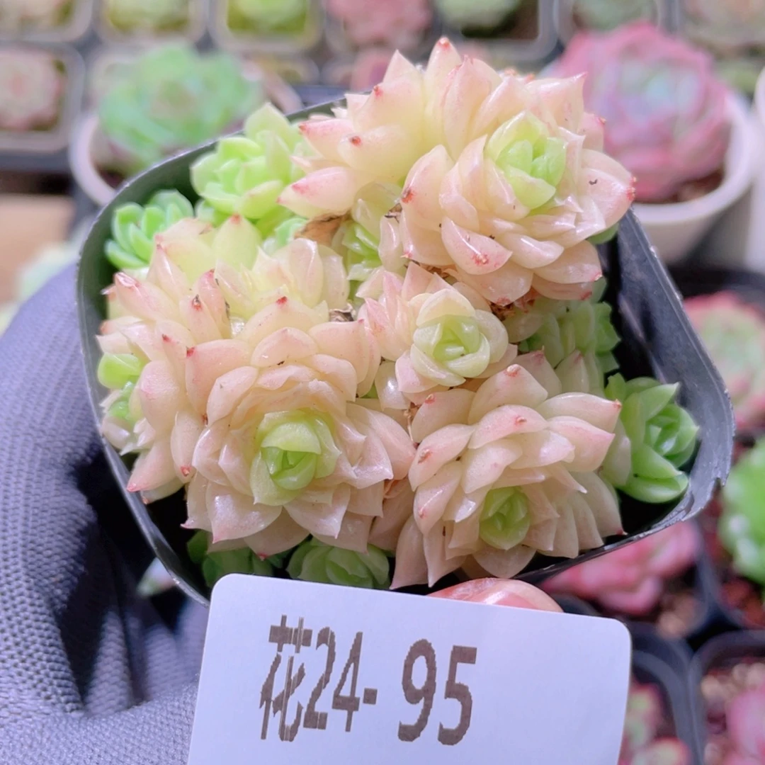 花利美24-95幻影群