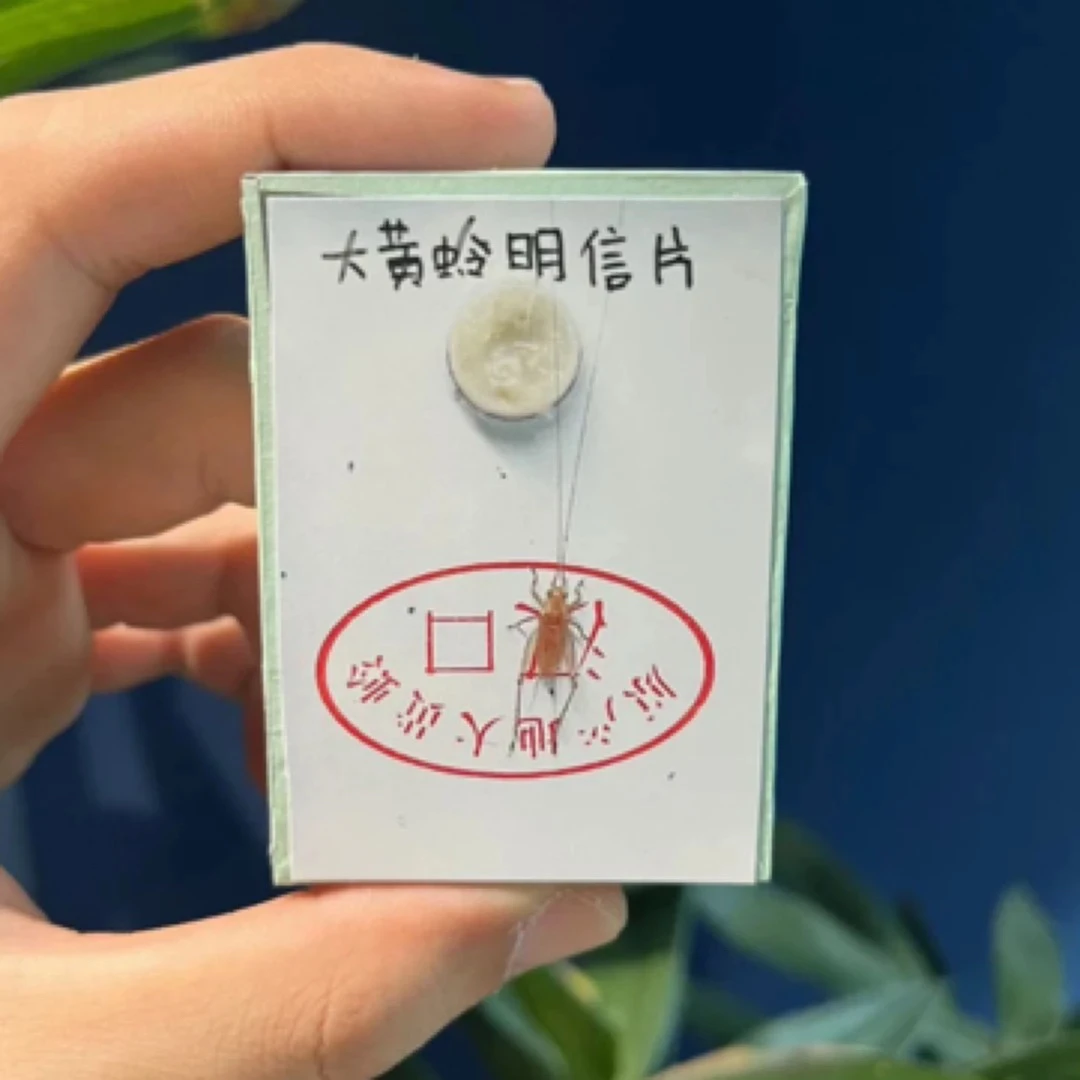 鸣虫小伙·汊口长须大黄蛉2只