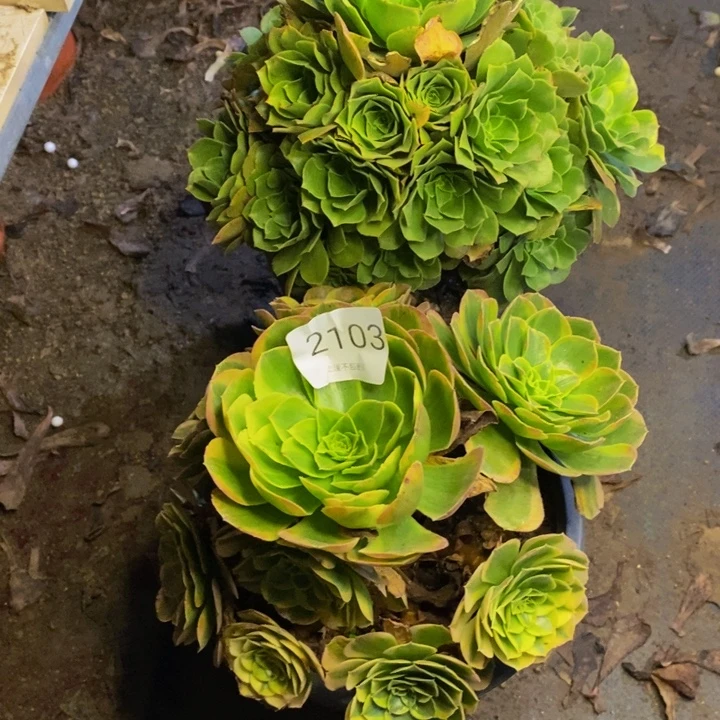 两盆多肉断头不包2103