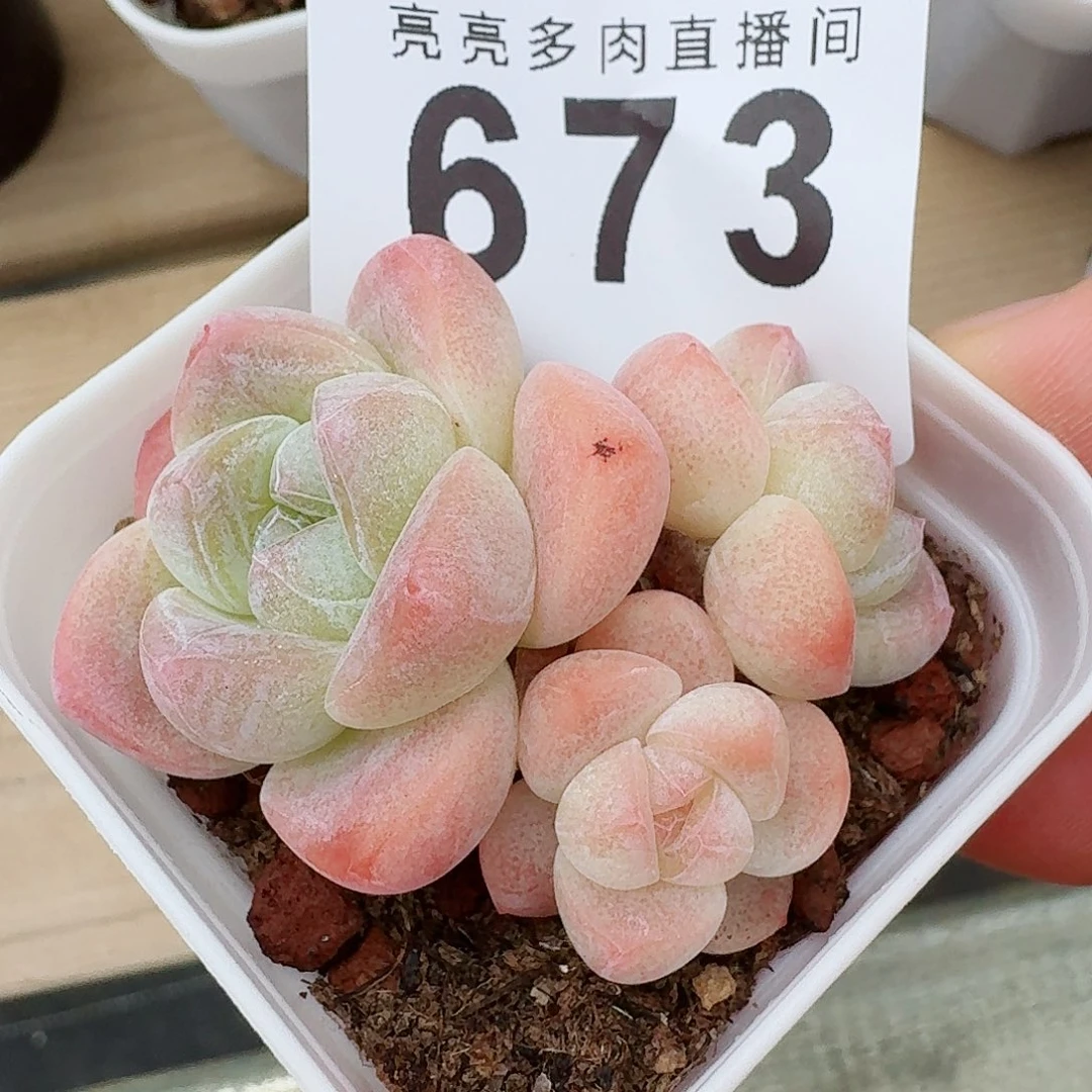 粉糖心冰玉            精美多肉植物