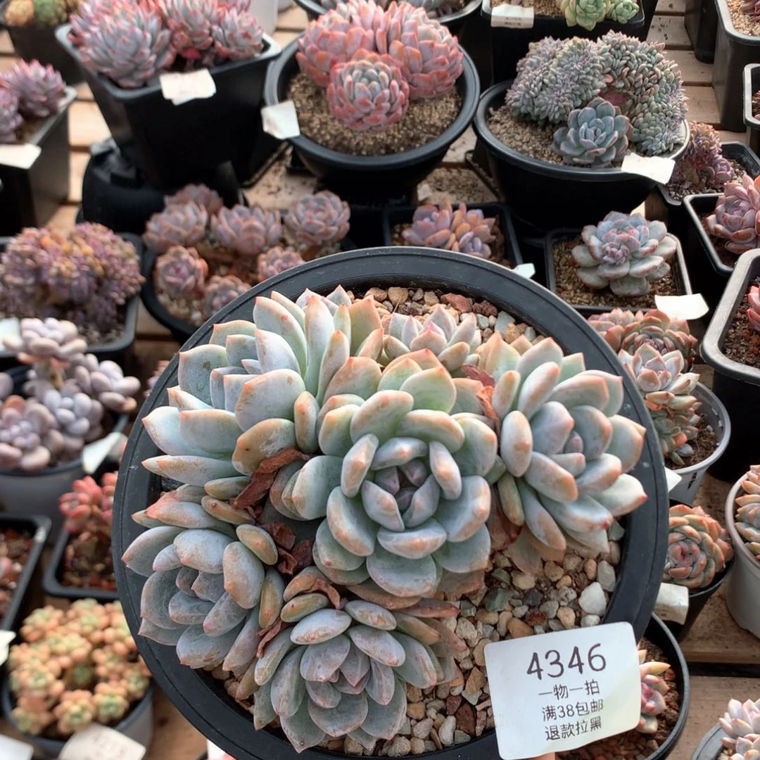 14.5厘米七头有砍绿底油脸石榴籽4346