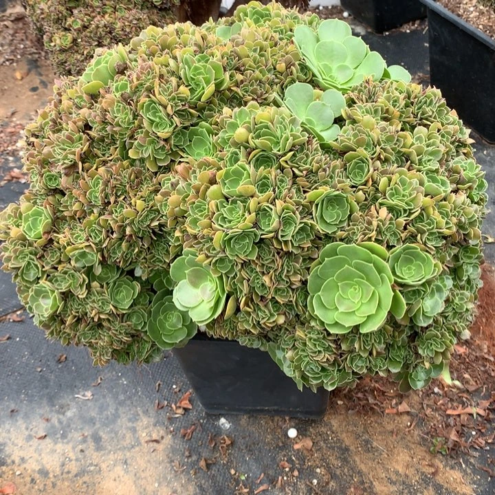 玫瑰朵朵土偶土发货啊