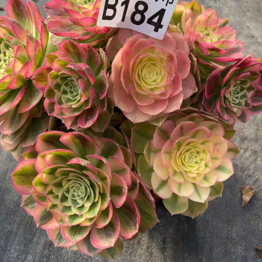 紫砂茶杯༄****184分钻哥哥哈哈哈哈哈