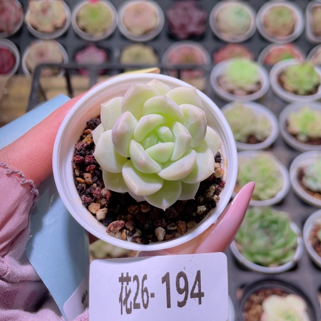 花利美26-194新品