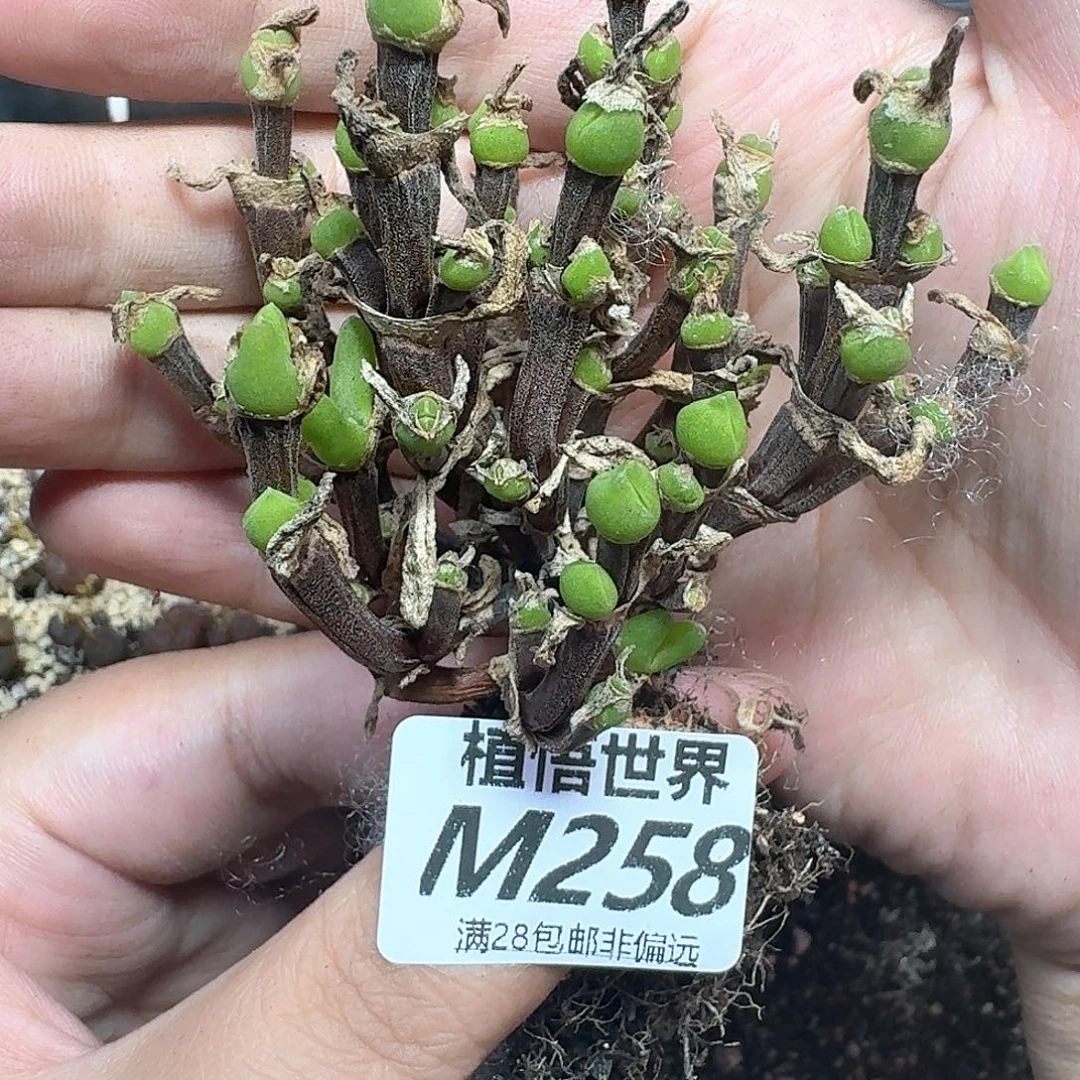 多肉植物的润泽额额