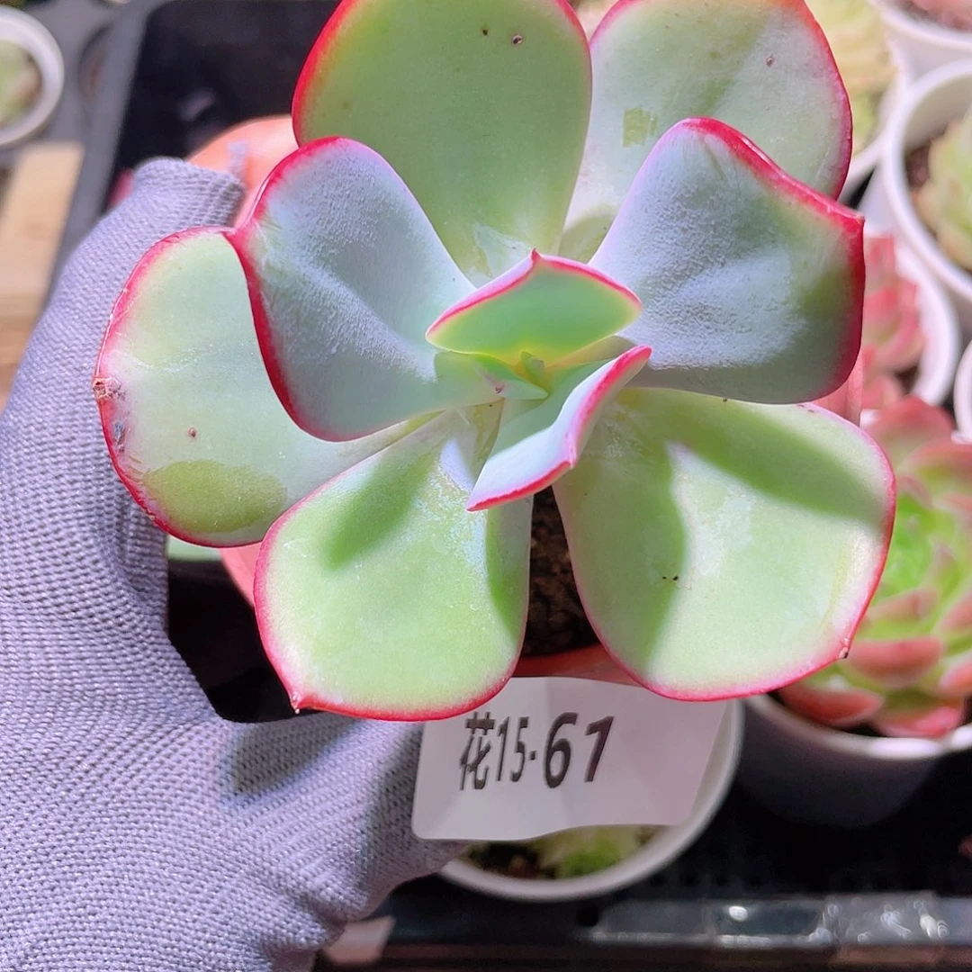 花利美15-61白眉