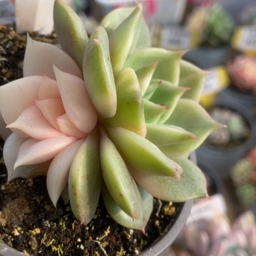 694贝加尔湖锦锦锦锦锦