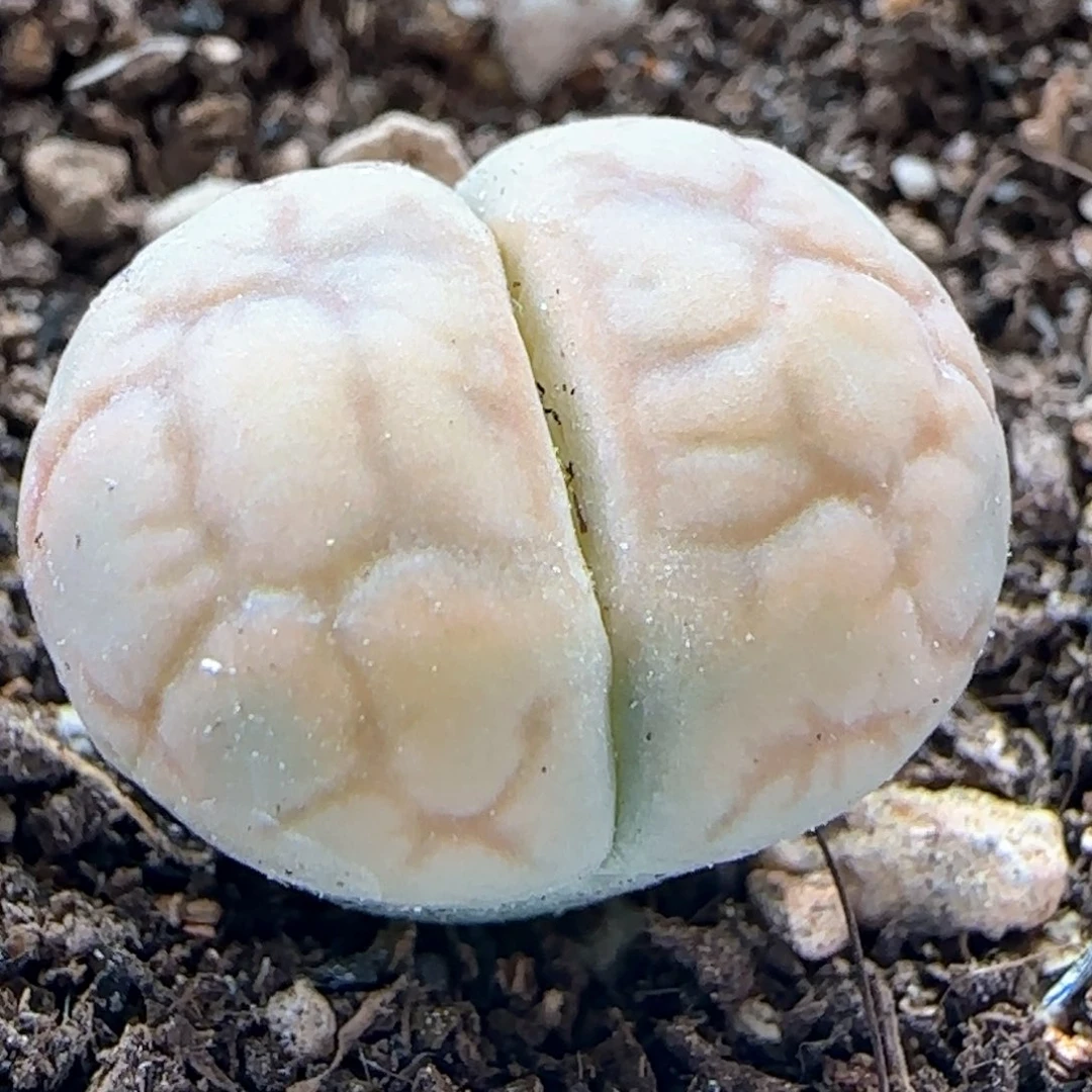 0564/女娲石/多肉植物/