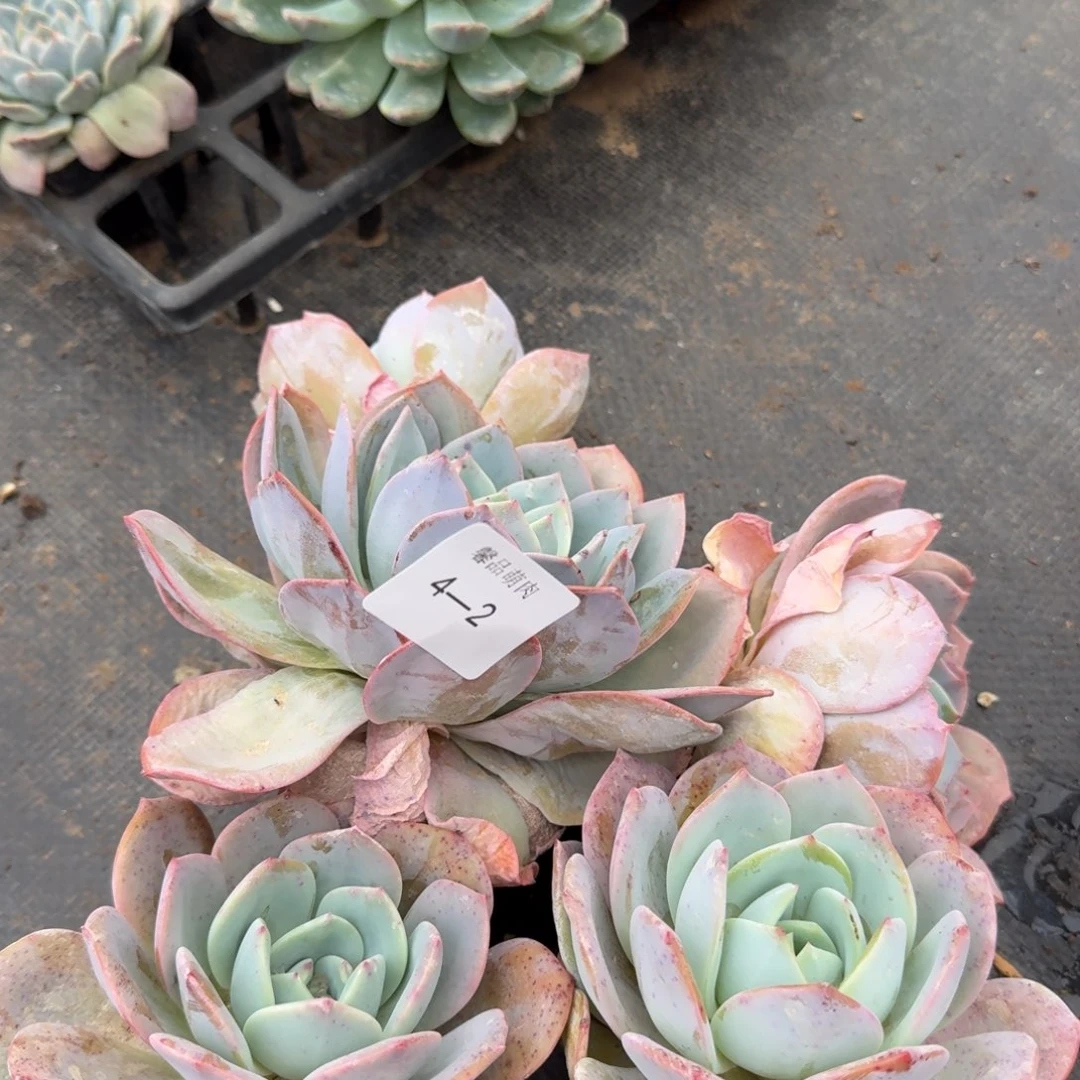 4-2左六雪姬绿菜五颗量拍