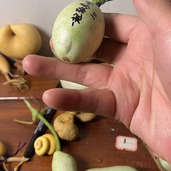雾***i青皮腰子葫芦手把件葫芦