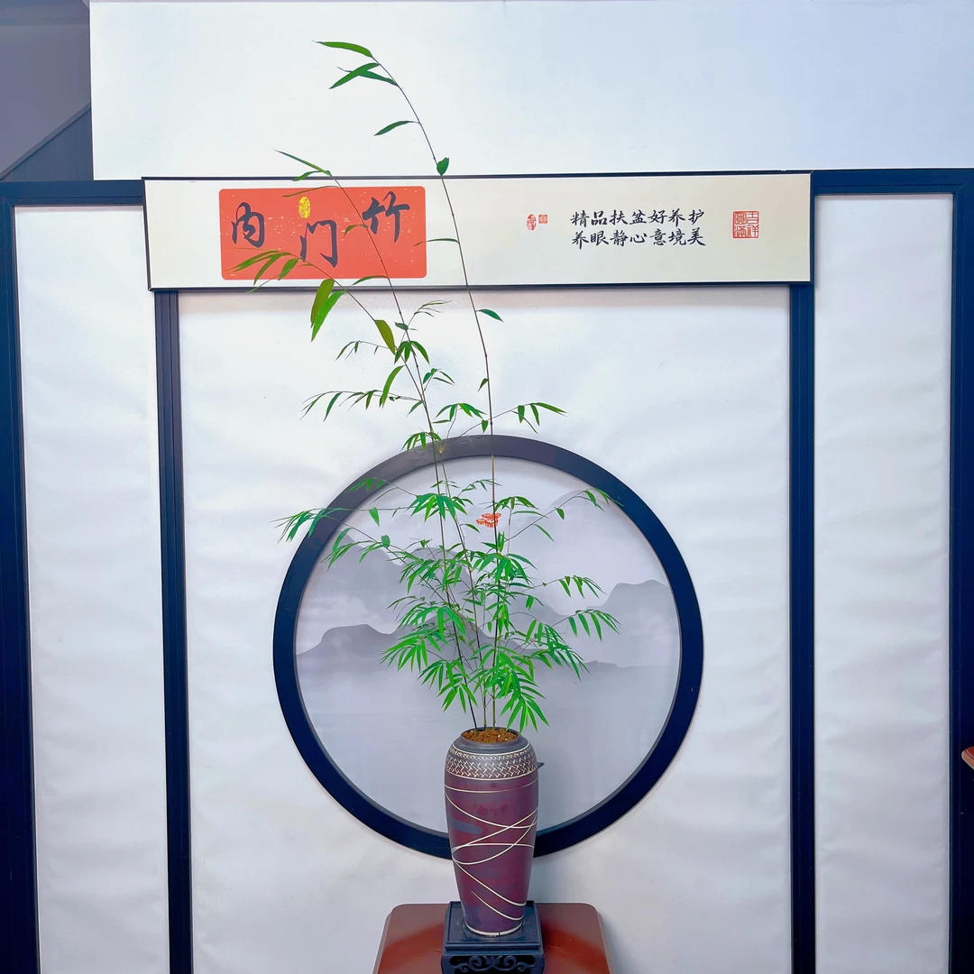 （内门竹）精品盆栽室内盆景茶台玄关公司摆