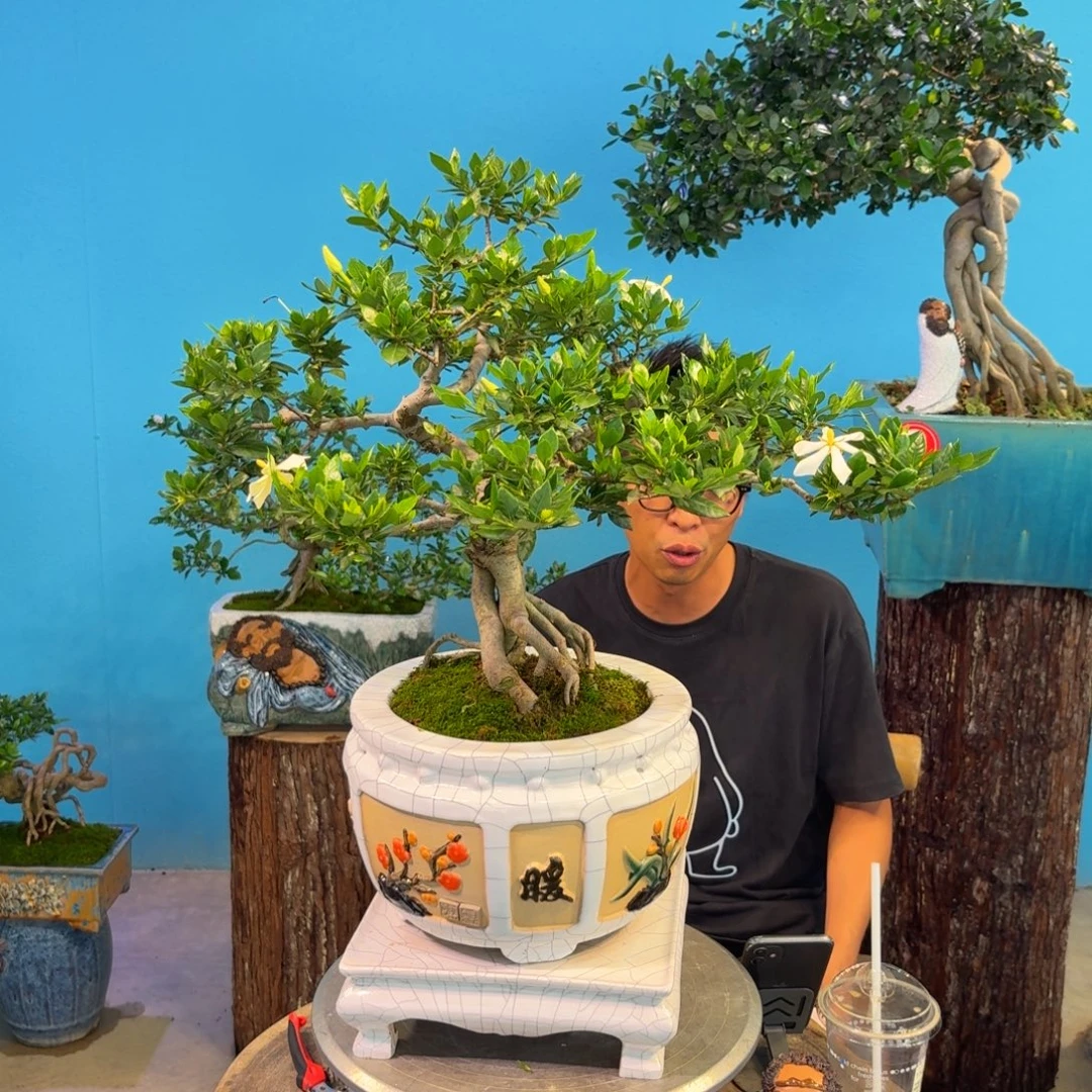 四季揽叶栀子花开花结果