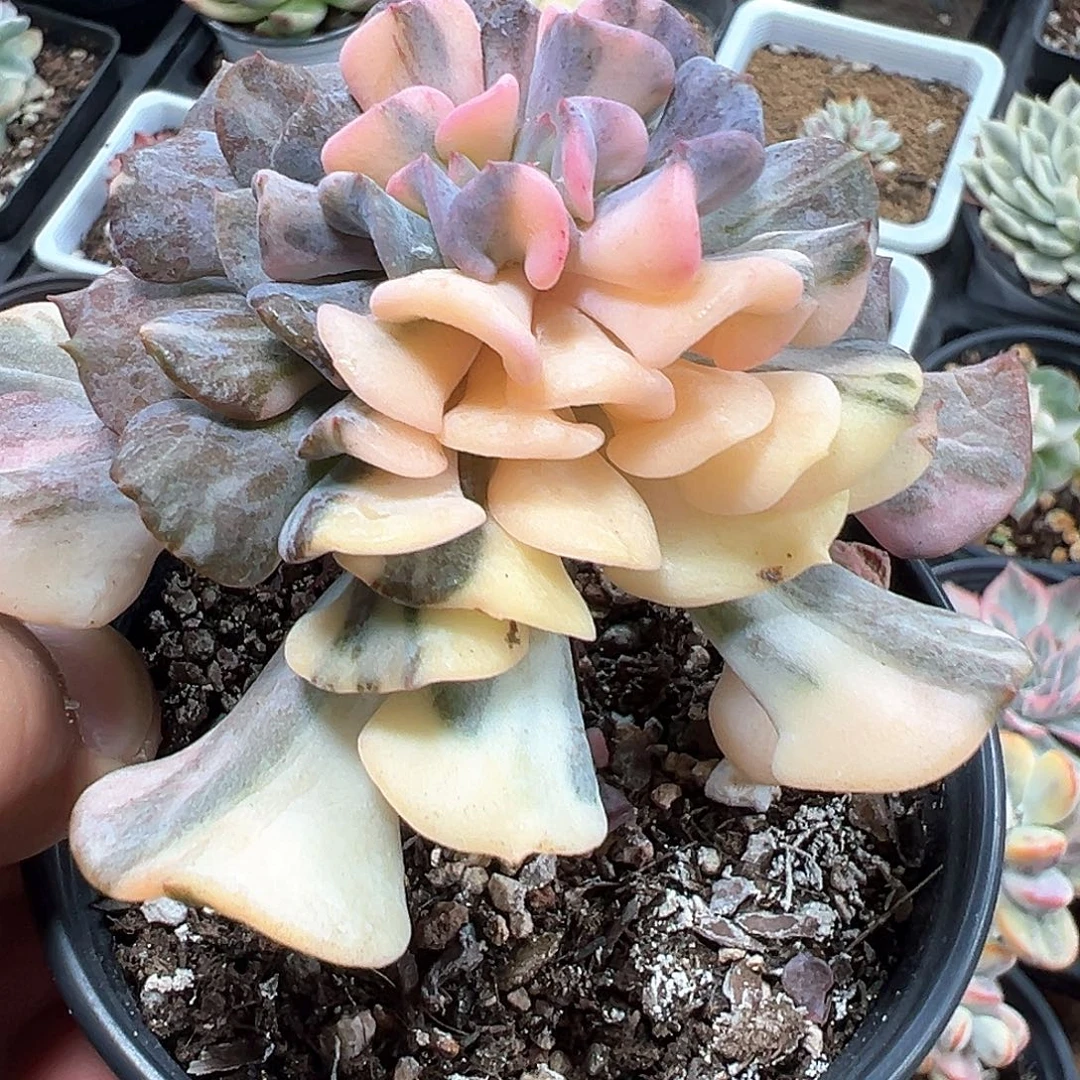 雪精灵锦 小方花圃一物一拍