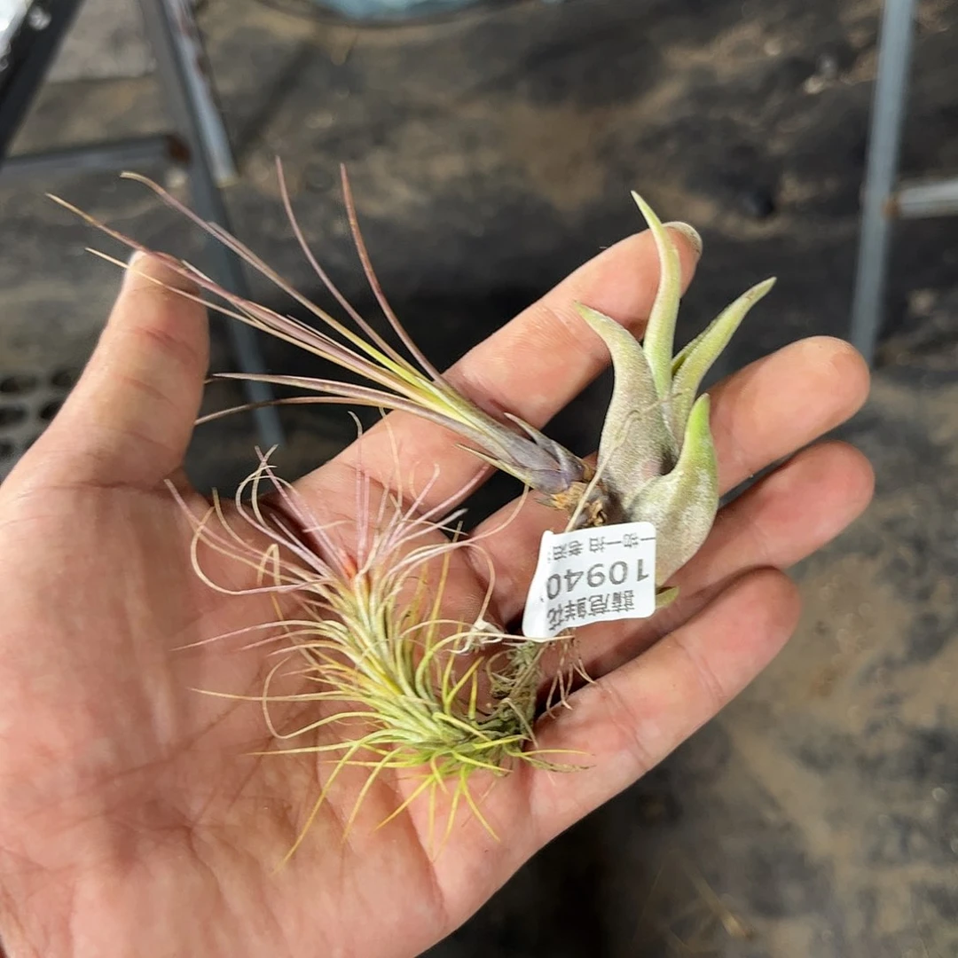 能***耗109407一物一拍单头发货