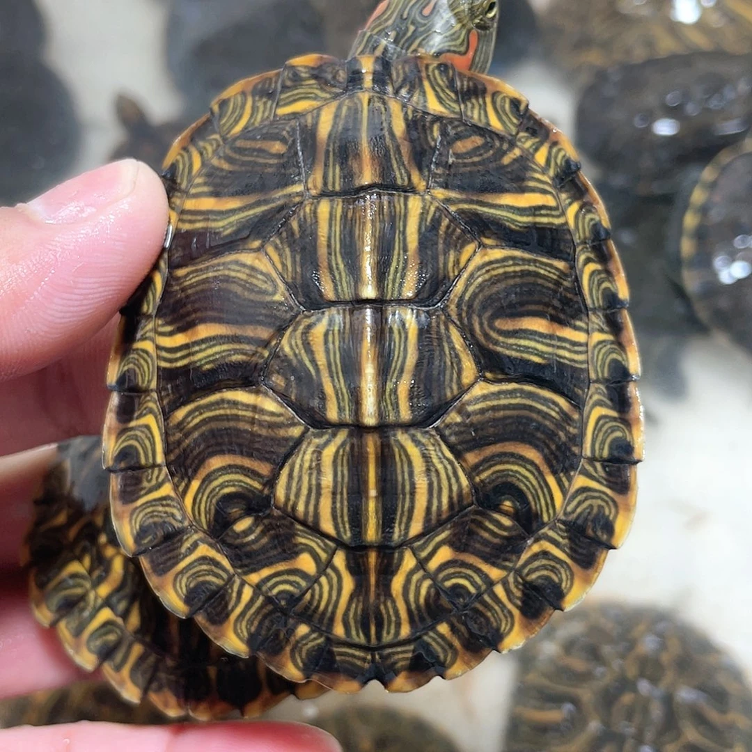 宠物龟不分公母拍全送次