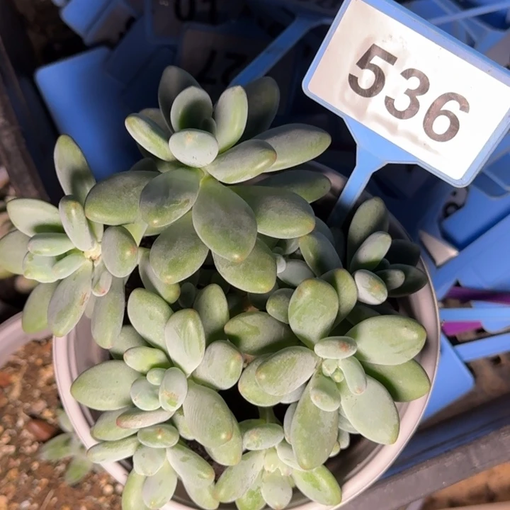 多肉植物三明治美人536