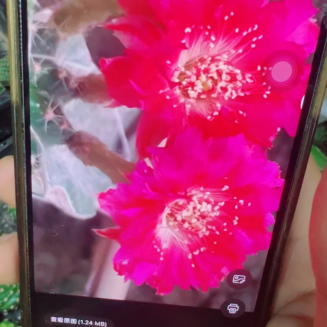 丽花 惊雷 侧芽 满20包邮