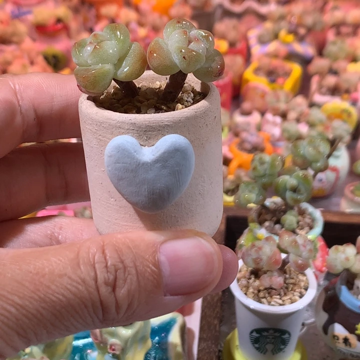 3年庄精品冰透糖心冰玉带盆发货