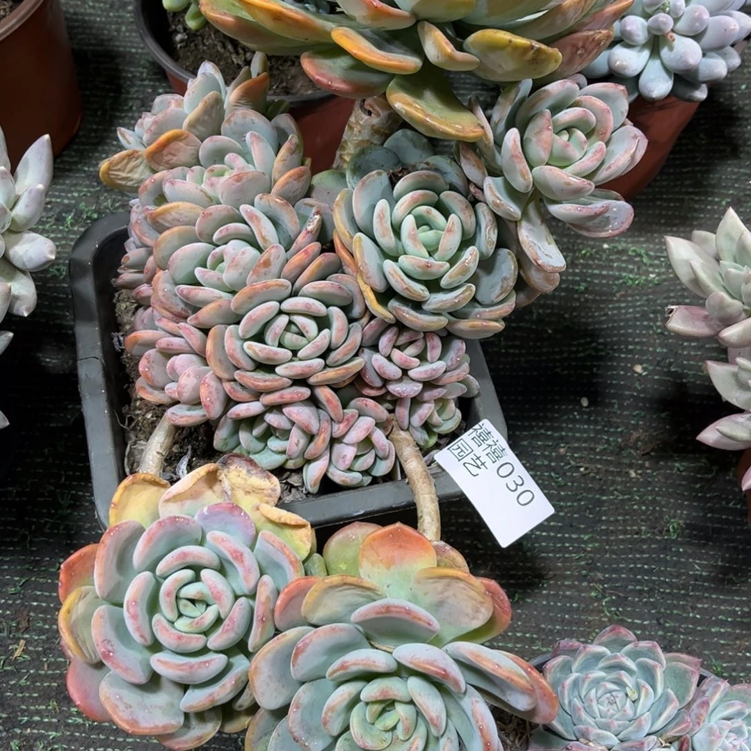 030香橙多肉植物～