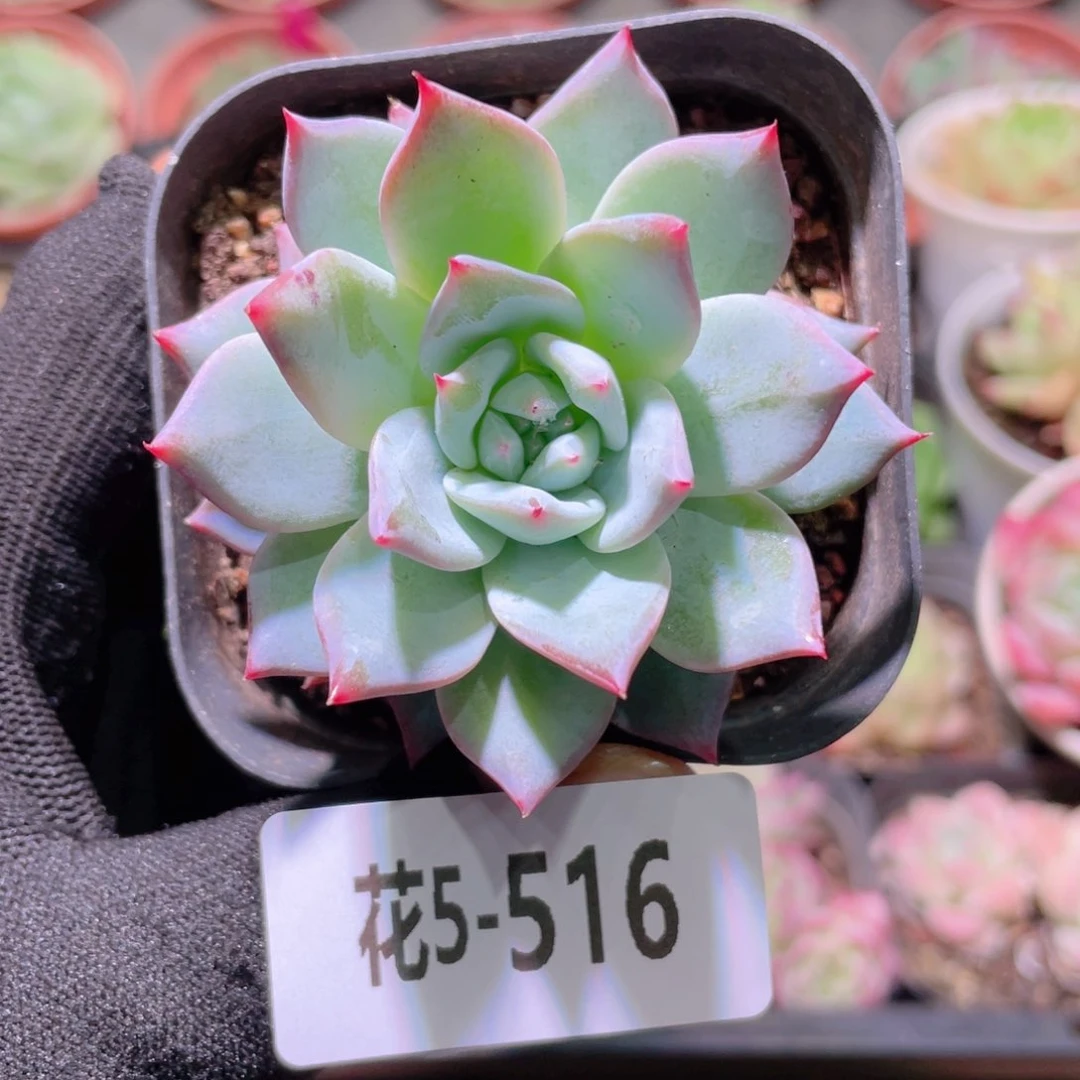 花利美5-516粉蓝鸟