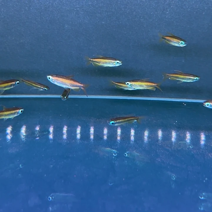 灯科鱼刚果二线公鱼3条