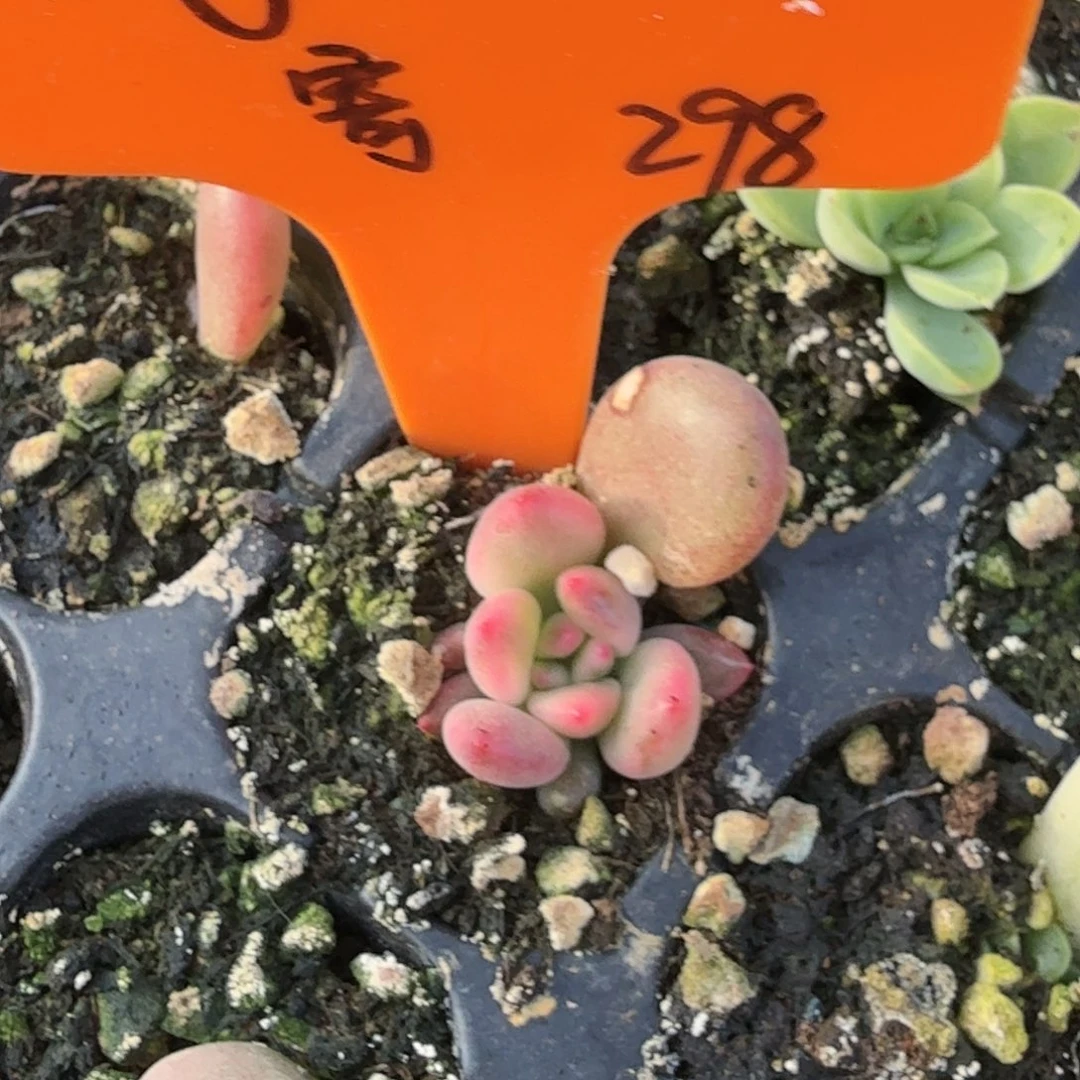 W***r拉菲锦，多肉植物