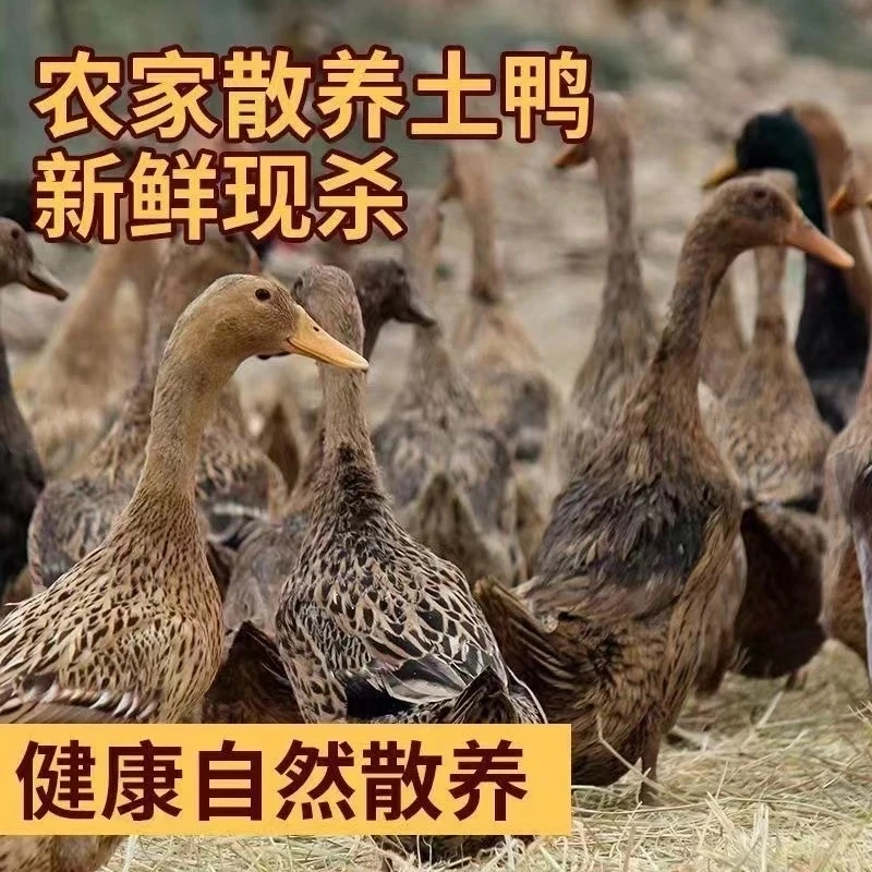 【顺丰包邮】三只散养土鸭麻鸭水鸭商用批发可红烧炖汤无掌翅无内脏