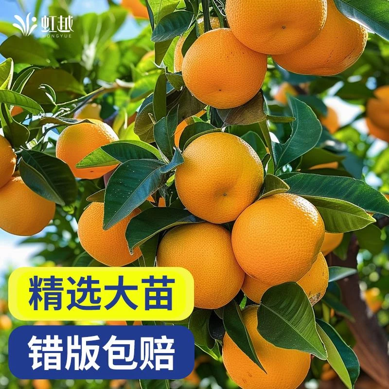虹越橘子树盆栽果树果苗脆皮金桔桔子树苗柠檬柚子蜜桔一号耙耙柑