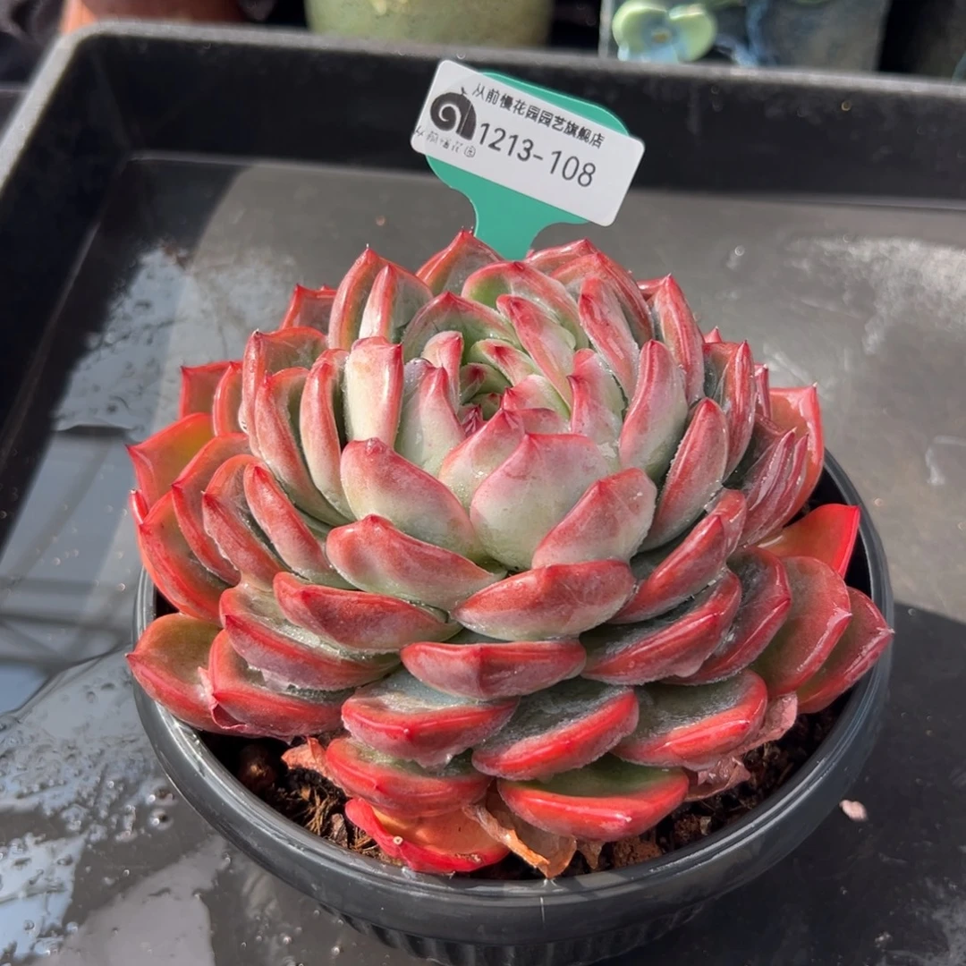 从前慢花园多肉编号1213-108