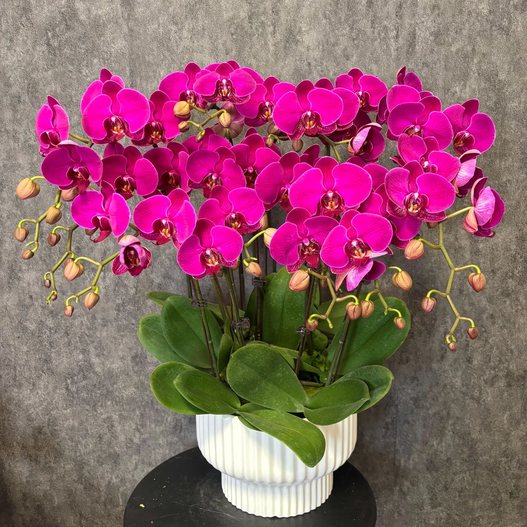 【红辣椒】蝴蝶兰 鲜花绿植 好养花期长 送礼装饰 室内观赏花